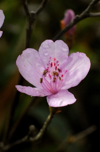 Mrs. Farrer's Rhododendron (Rhododendron farrerae)