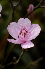 Rhododendron farrerae