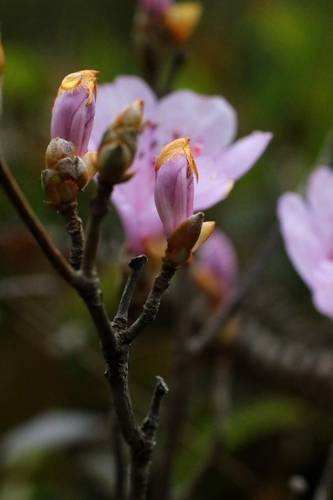 Rhododendron farrerae, photograph 2