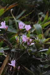 author not stated, no rights reserved Rhododendron farrerae, photograph author not stated, no rights reserved
