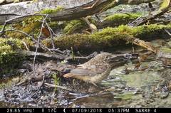 Phoenicurus phoenicurus phoenicurus