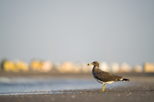iNaturalist image