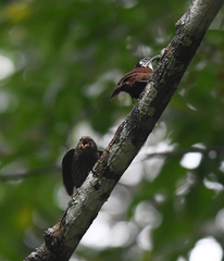Cantorchilus nigricapillus