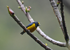 Euphonia fulvicrissa