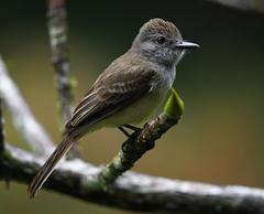 Myiarchus panamensis