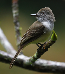 Myiarchus panamensis