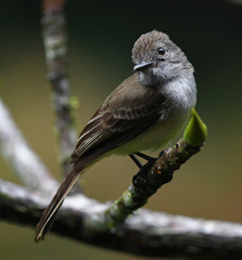 Myiarchus panamensis