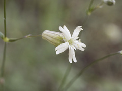 Silene douglasii douglasii