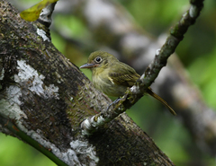 Rhynchocyclus olivaceus