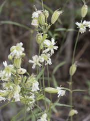 Silene douglasii douglasii