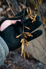 Shepherdia canadensis