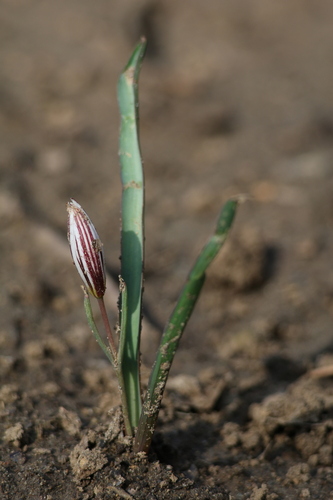 Amana edulis, photograph 5