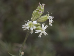 Silene douglasii douglasii