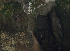 Steatornis caripensis