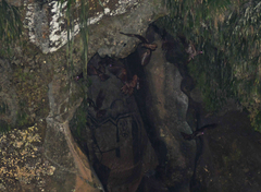 Steatornis caripensis