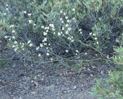 Eriogonum nudum nudum