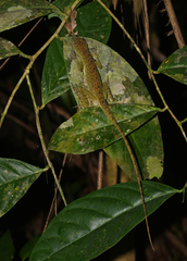 Anolis frenatus