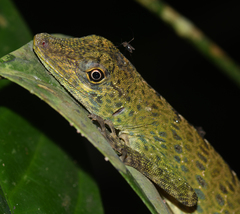 Anolis frenatus