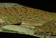 Anolis frenatus