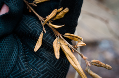 Shepherdia canadensis