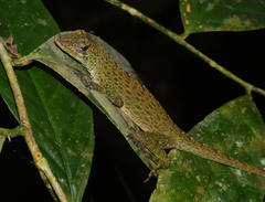 Anolis frenatus