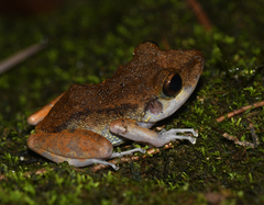Pristimantis gaigei