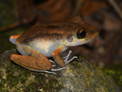 Pristimantis gaigei