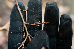 Shepherdia canadensis