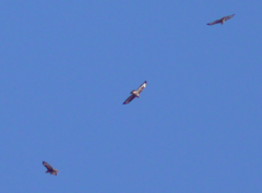 Buteo buteo buteo