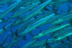 Blackfin Barracuda photo 4