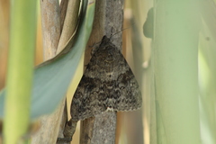 Catocala electilis
