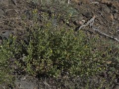 Hazardia whitneyi whitneyi
