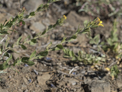 Hazardia whitneyi whitneyi