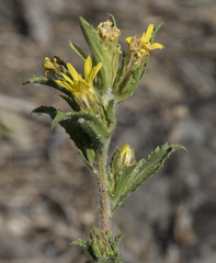 Hazardia whitneyi whitneyi