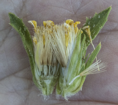 Hazardia whitneyi whitneyi