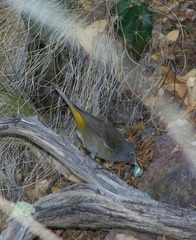 Leiothlypis crissalis