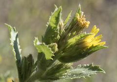 Hazardia whitneyi whitneyi