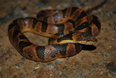 Leptodeira maculata