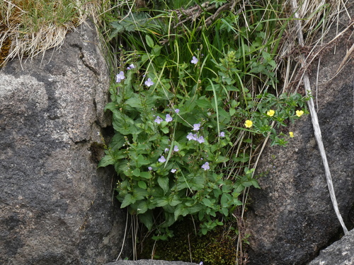 Image of Veronica ponae by (c) Yves Bas, some rights reserved (CC BY)