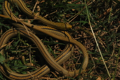 Symphimus leucostomus