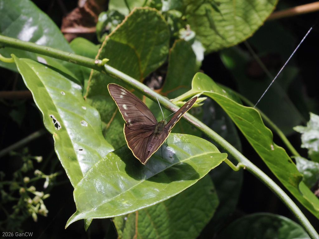Appias placidia