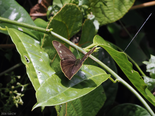 Appias placidia
