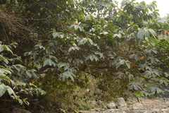 Ficus semicordata, photograph (c) Siddarth Machado, some rights reserved (CC BY)
