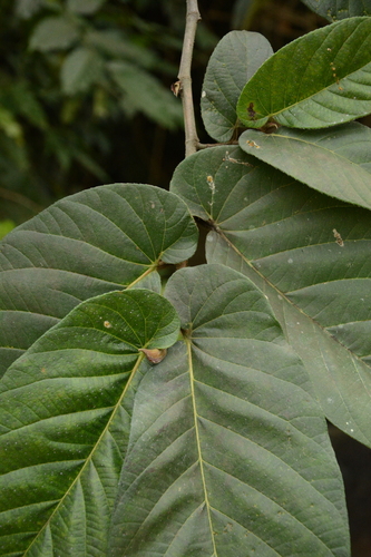 drooping fig (Ficus semicordata)