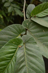 Ficus semicordata, photograph (c) Siddarth Machado, some rights reserved (CC BY)