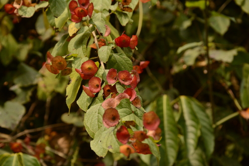 Holmskioldia (Holmskioldia sanguinea)