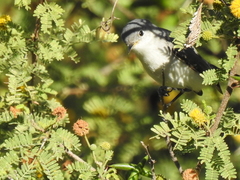 Polioptila melanura