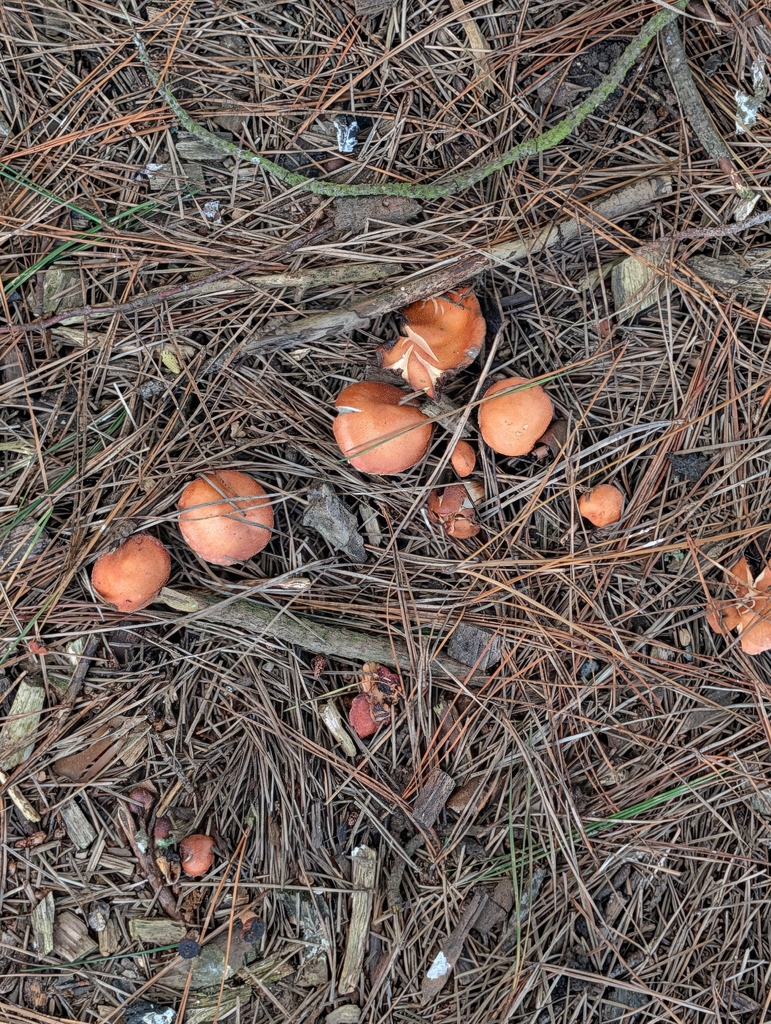 Leratiomyces ceres · March 2026 · photo: © heather-hyfae (iNaturalist, cc-by)