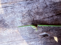 Cyperus laevigatus, photograph (c) Christina, some rights reserved (CC BY)