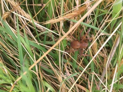 Neosparassus patellatus